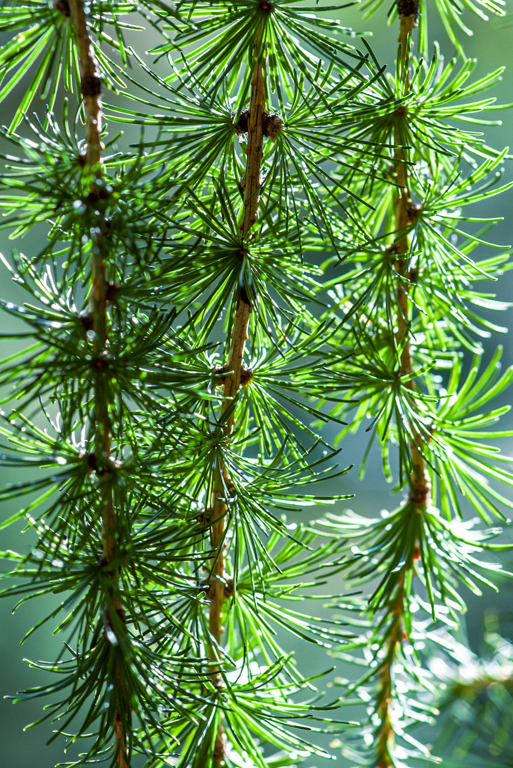 green and brown plant during daytime