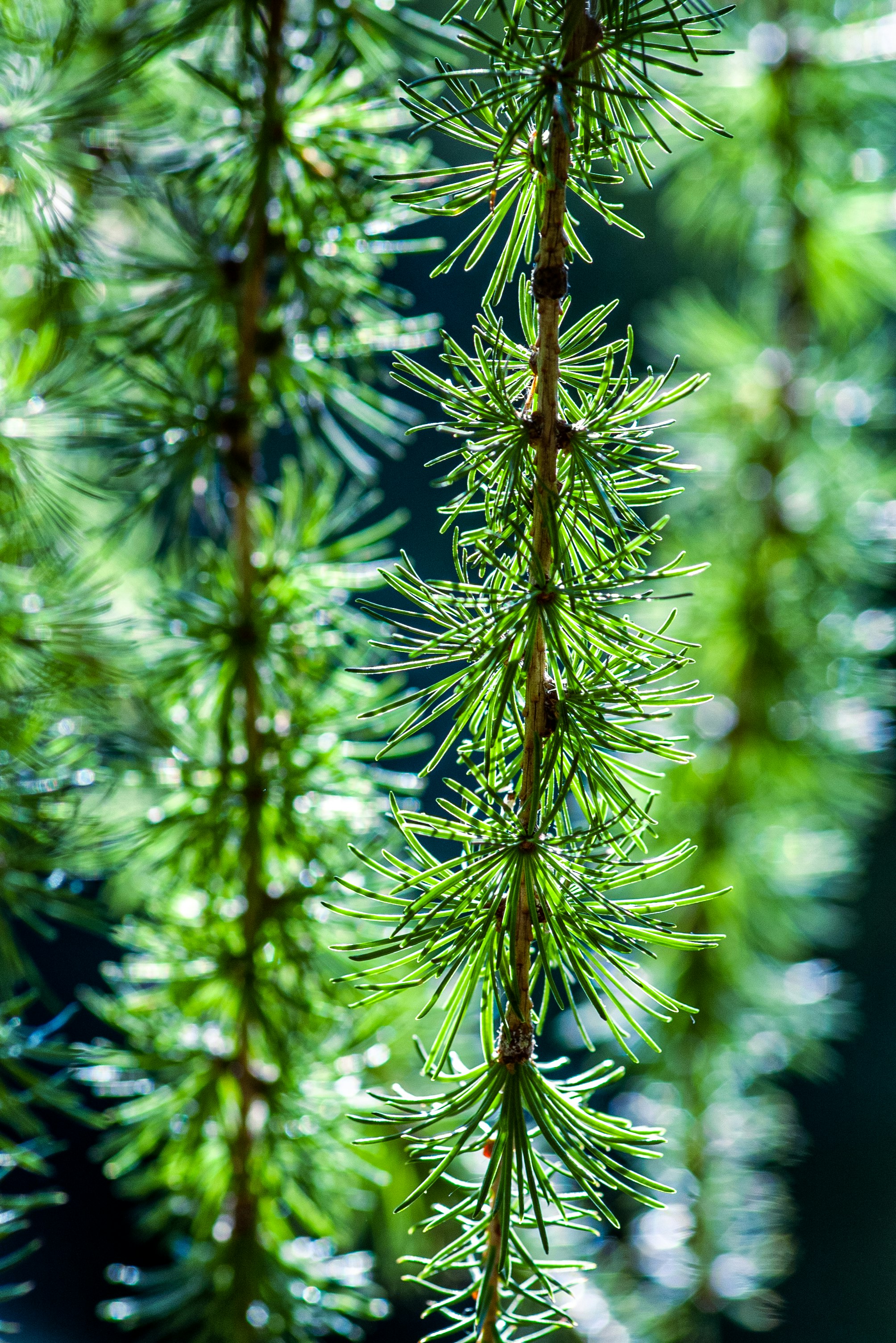 green and brown plant in close up photography