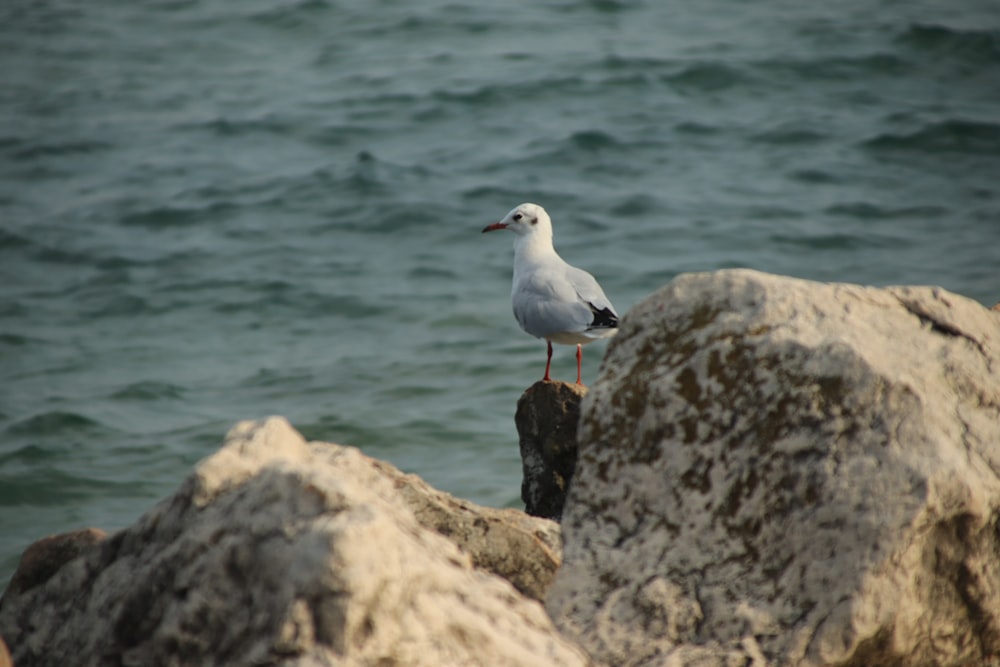 white and gray bird on gray rock near body of water during daytime