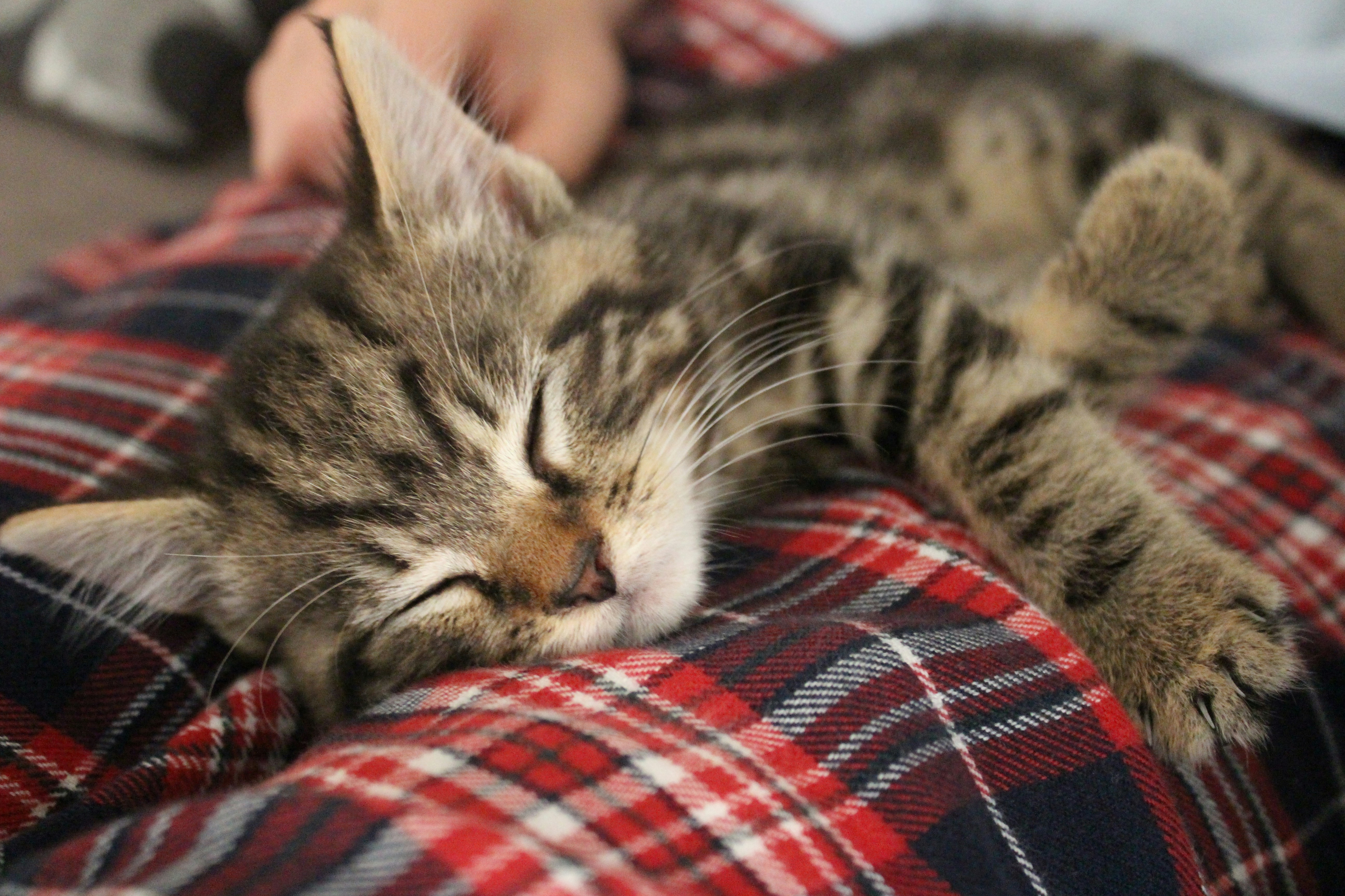 a cat is sleeping on a plaid blanket