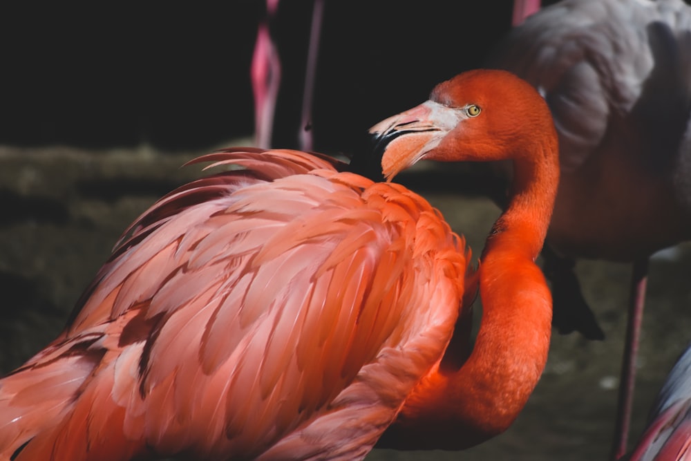 a pink flamingo standing next to a white flamingo