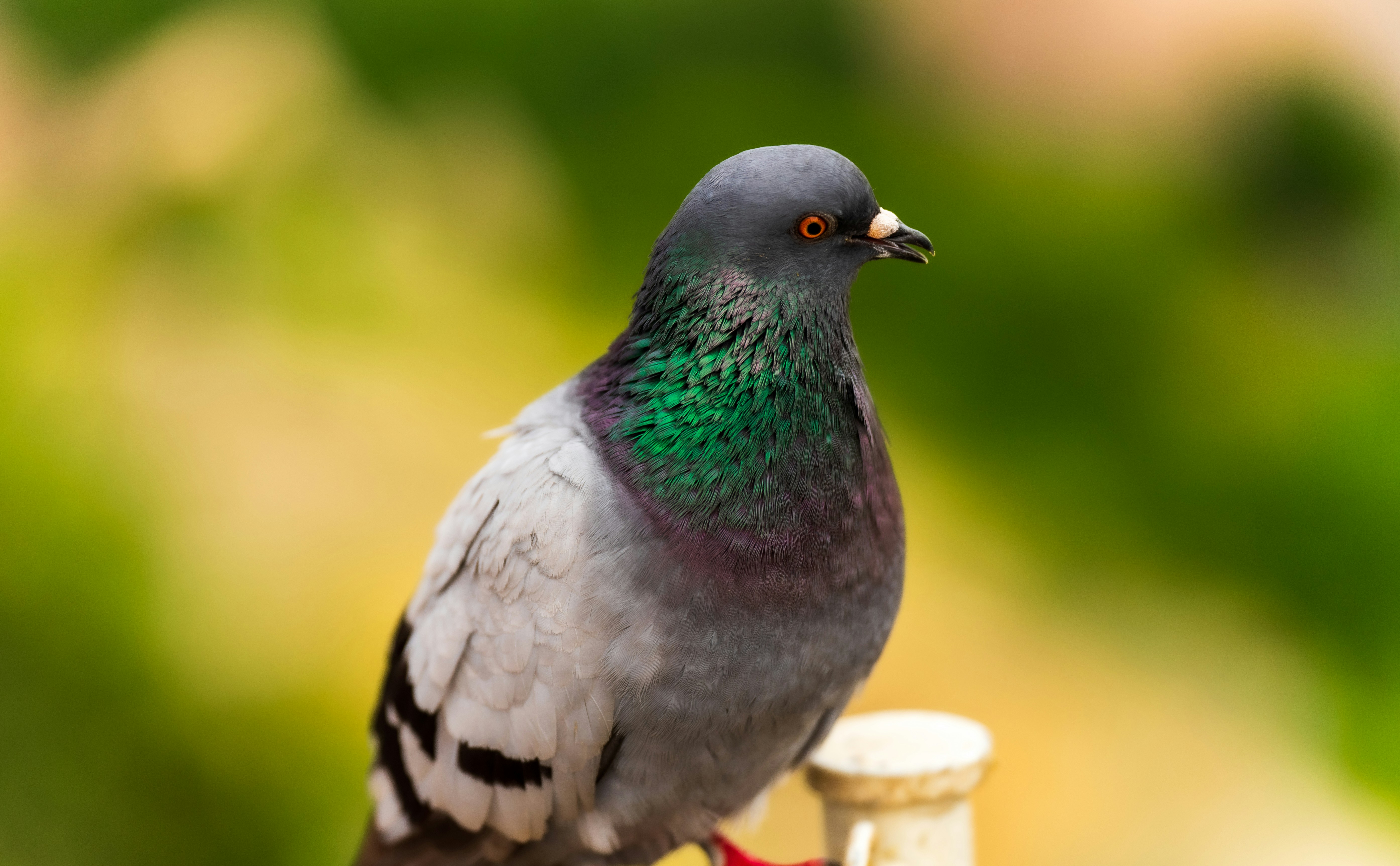 Photo by sergejs_horoshman