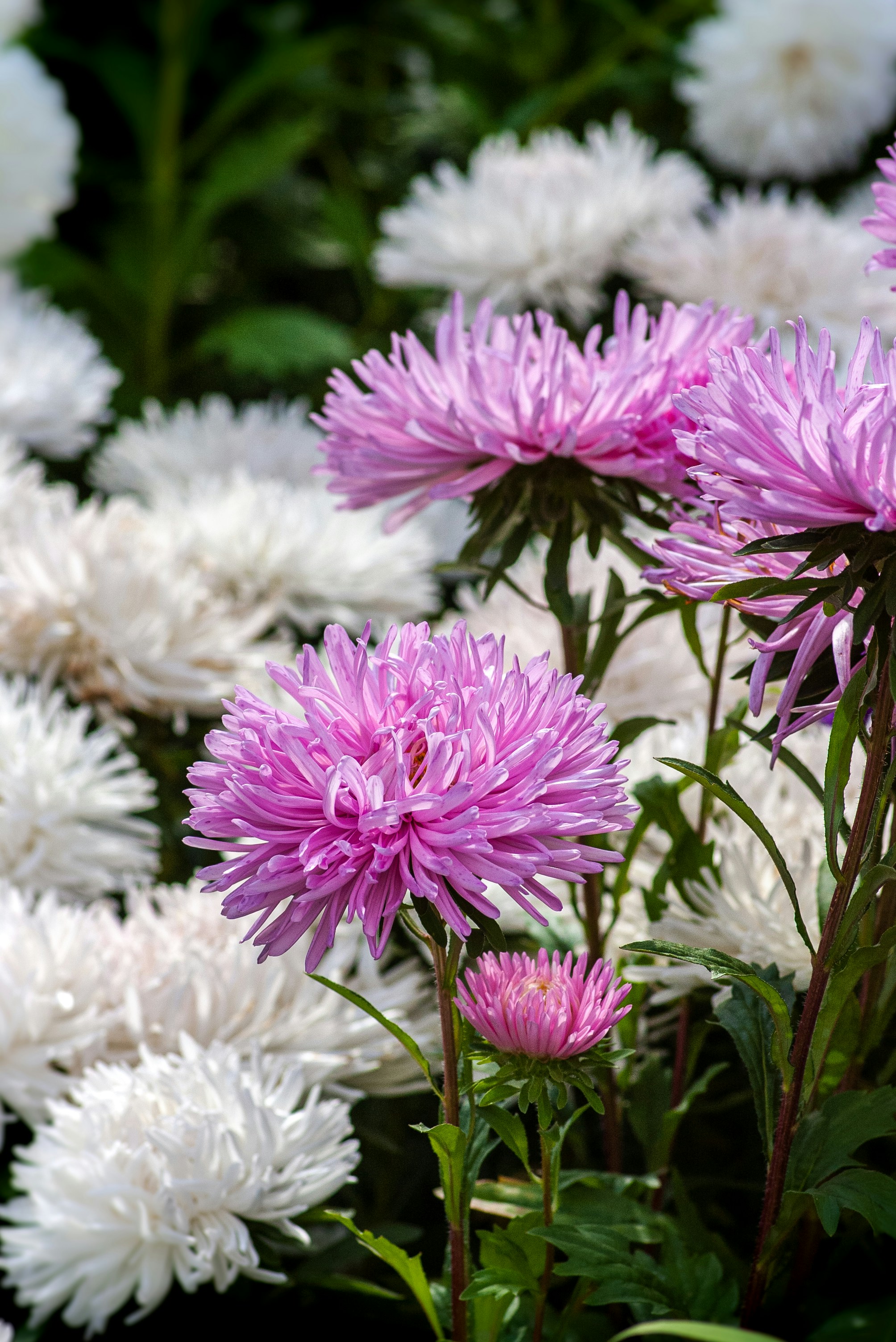 fleurs violettes et blanches pendant la journée