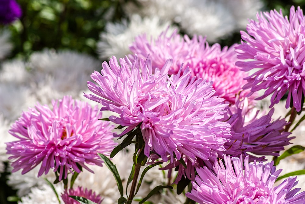 pink flower in tilt shift lens