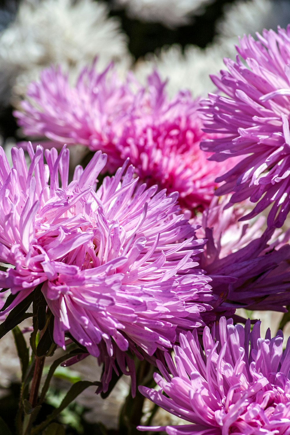 fleur rose dans l’objectif macro