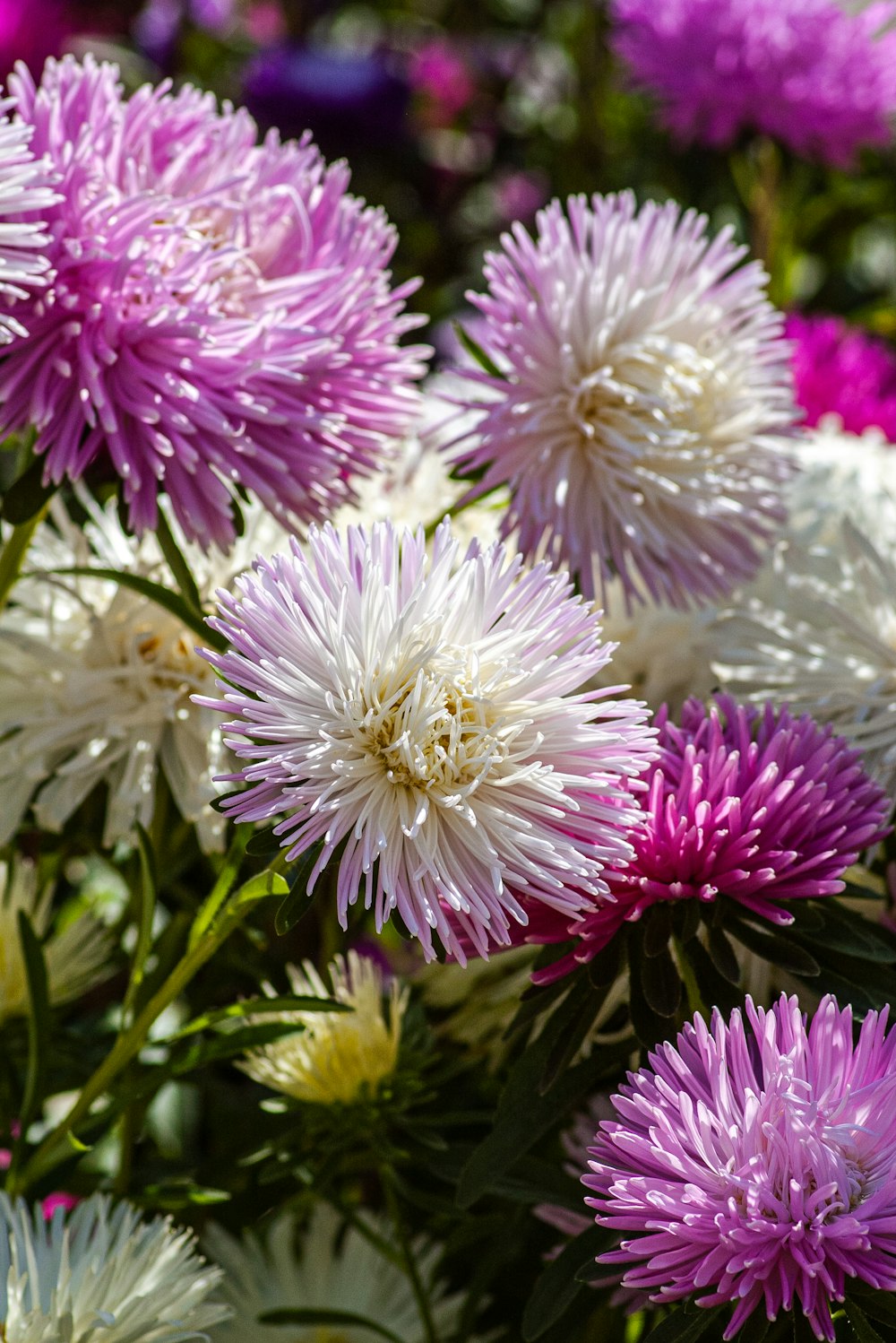 white and purple flower in close up photography