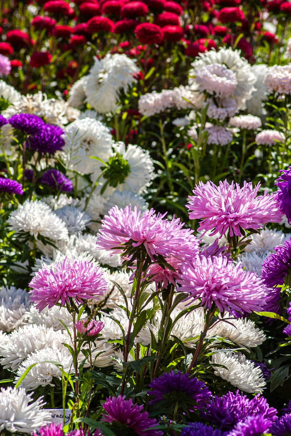 fleurs violettes et blanches pendant la journée