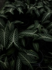 green fern plant during daytime