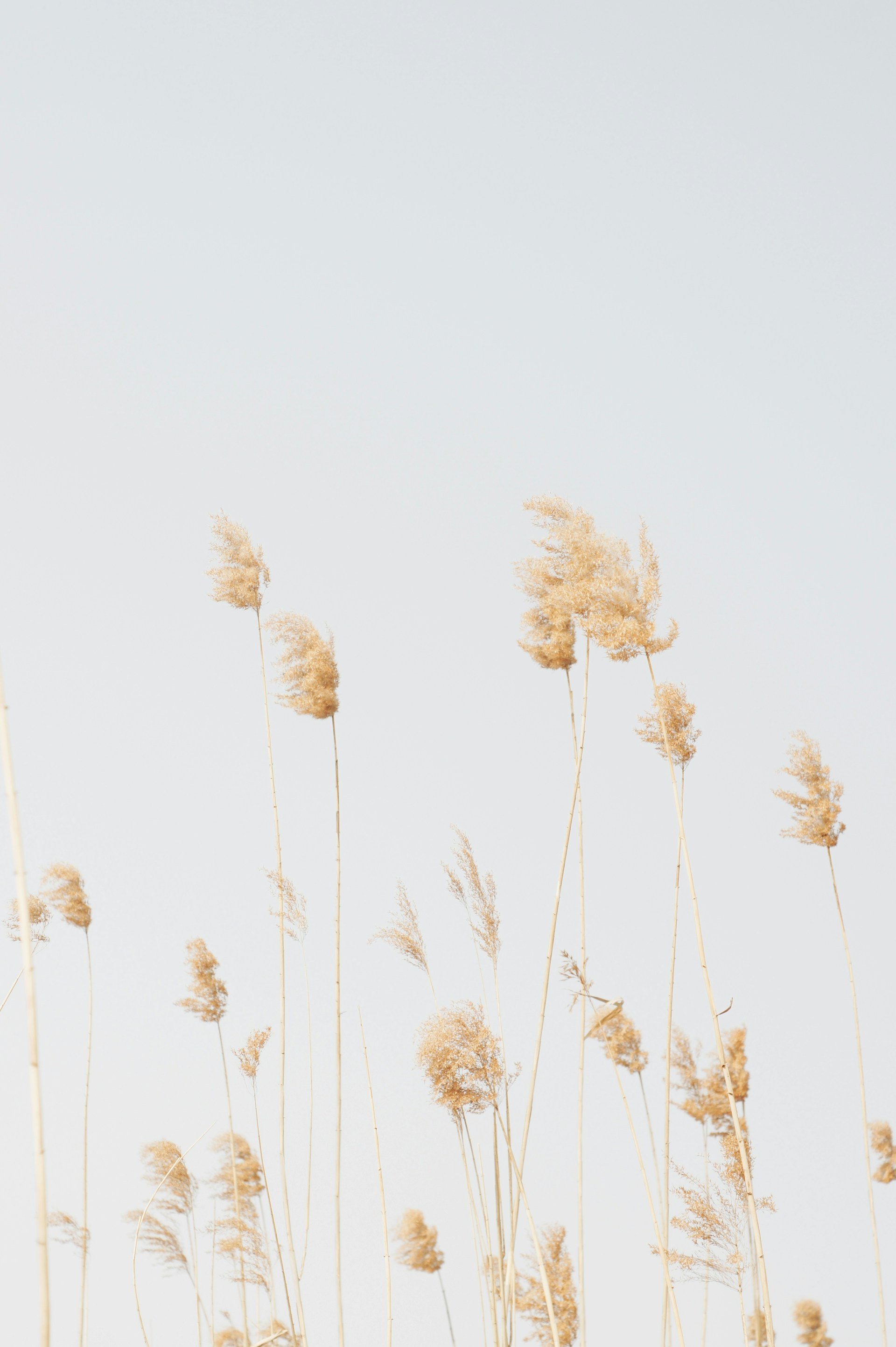a bunch of tall dry grass blowing in the wind