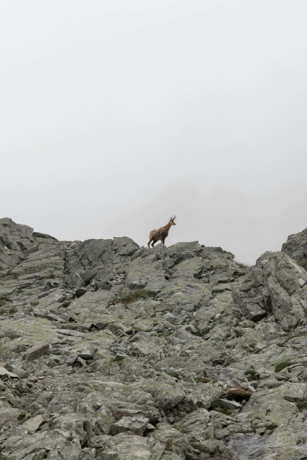 Une chèvre debout au sommet d’une colline rocheuse