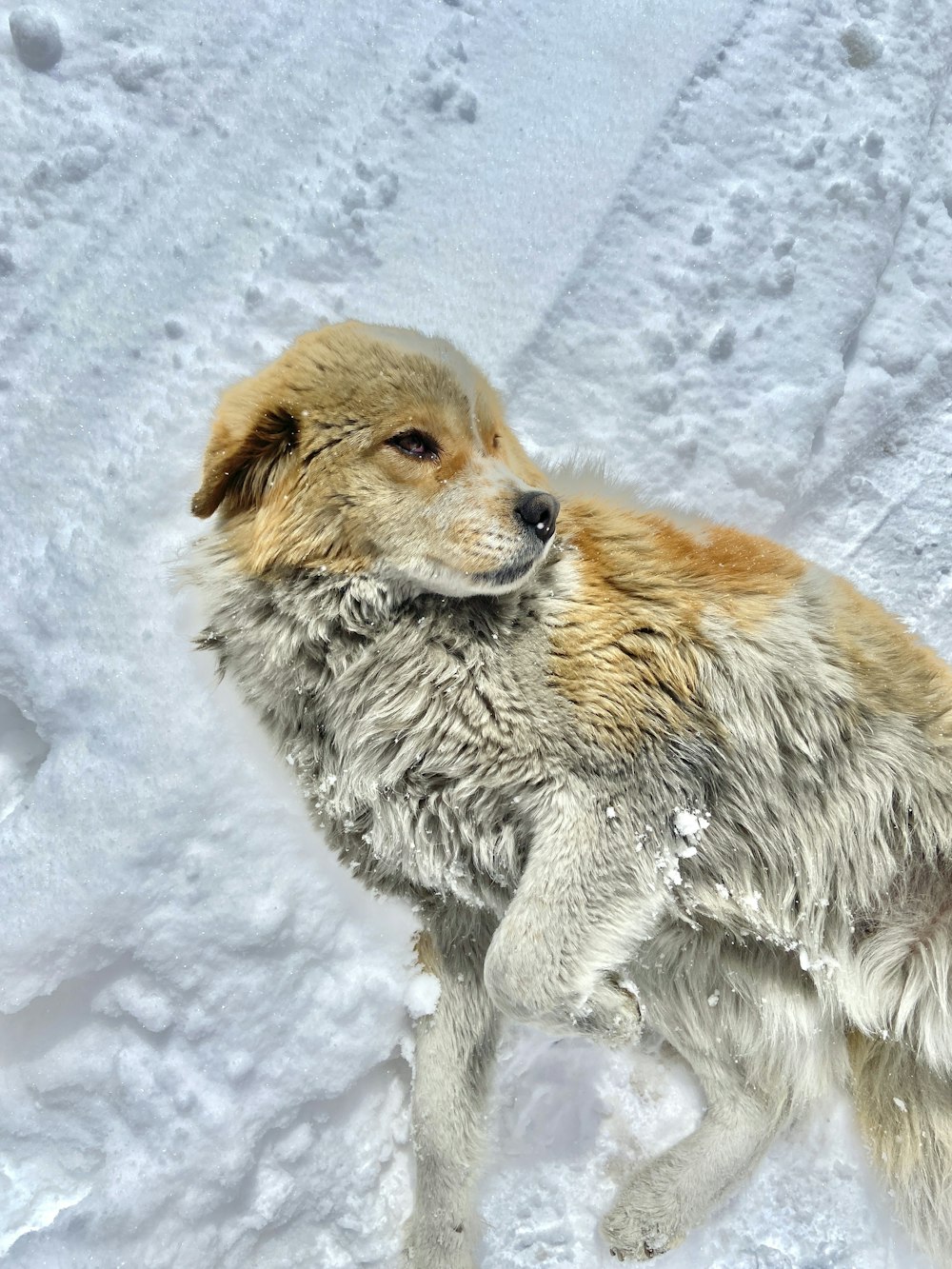 a brown and white dog standing in the snow