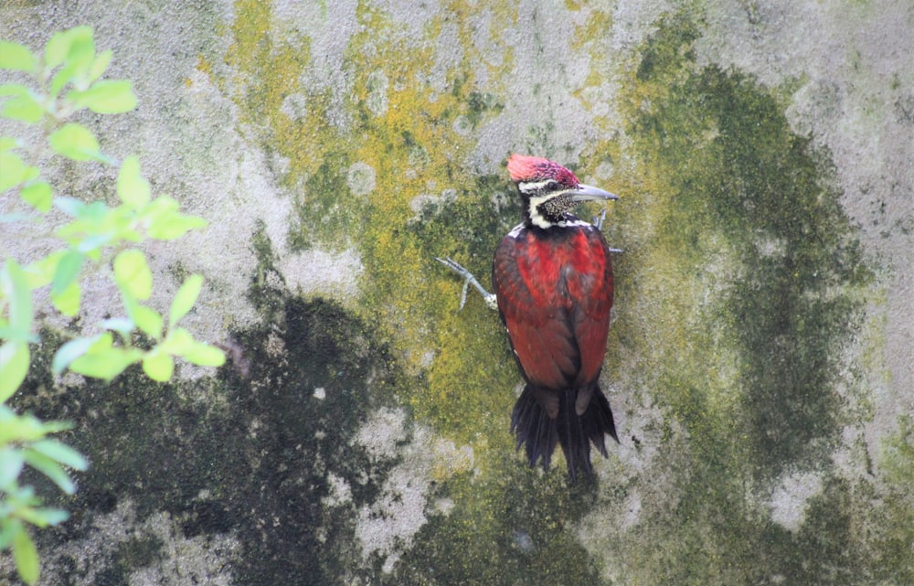 a red and black bird sitting on a rock