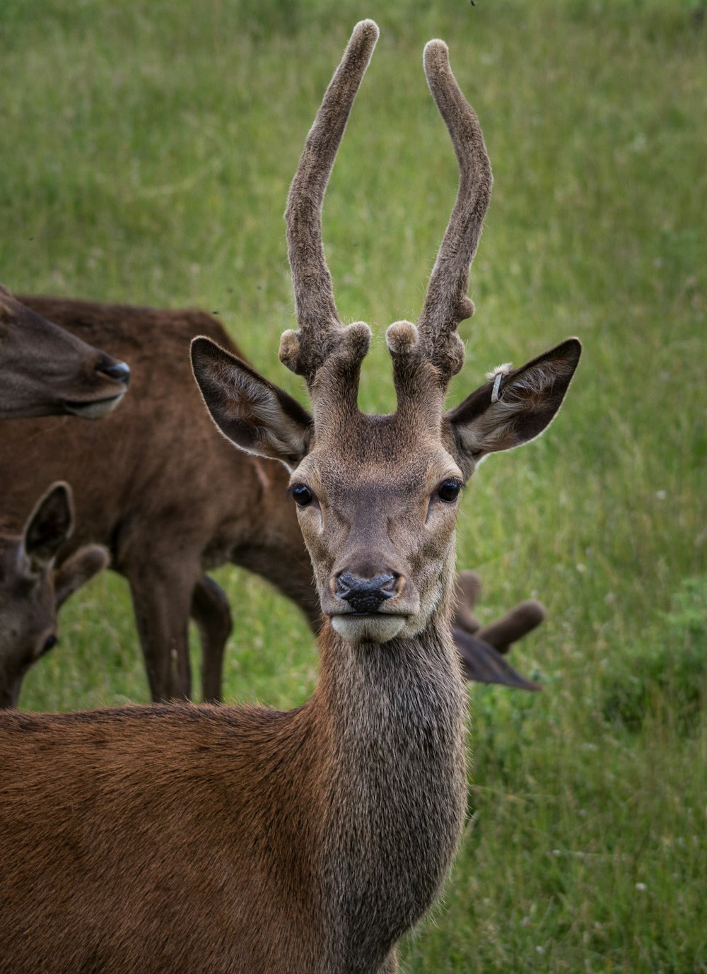 a group of deer standing on top of a lush green field