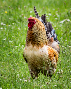 A proud gamecock standing tall in a sunlit farmyard surrounded by lush greenery.