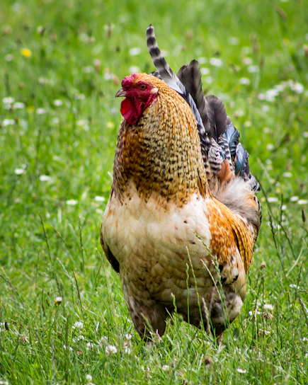 A proud gamecock standing tall in a sunlit farmyard surrounded by lush greenery.