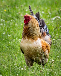Silkie Feathered Hat