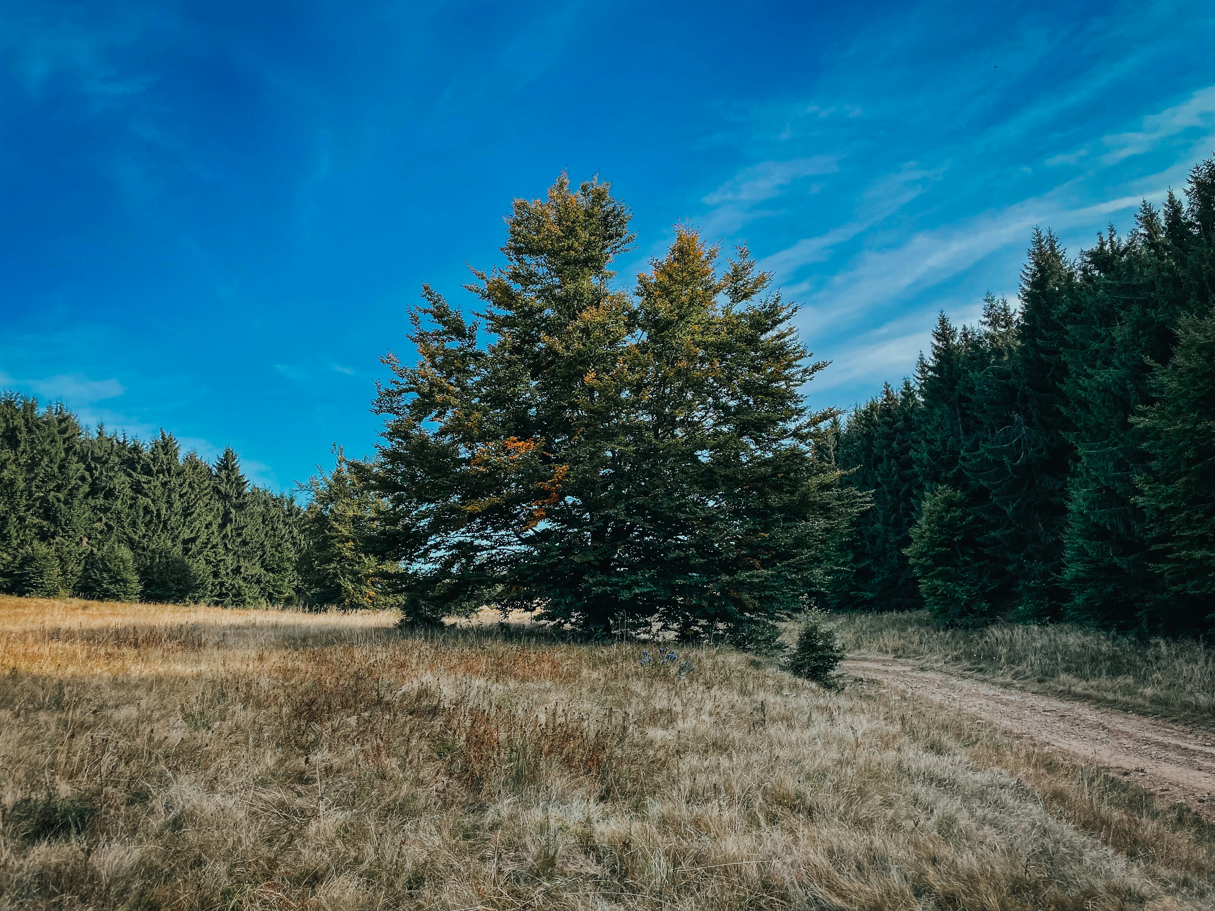 Photo by attilajanosi