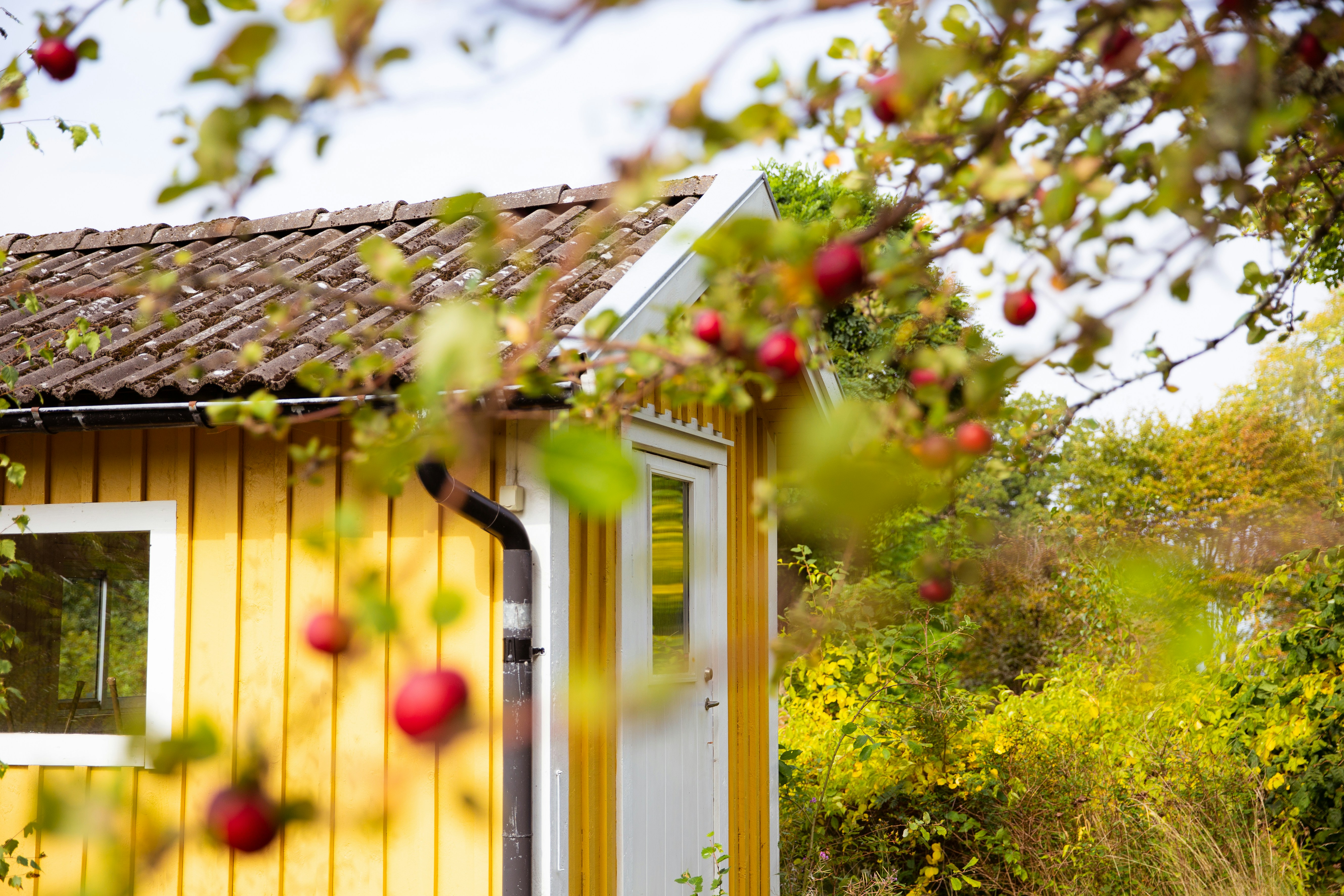 red and green fruit tree near white wooden house during daytime