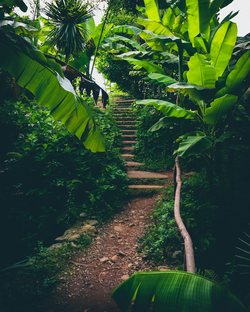 green banana tree on brown soil