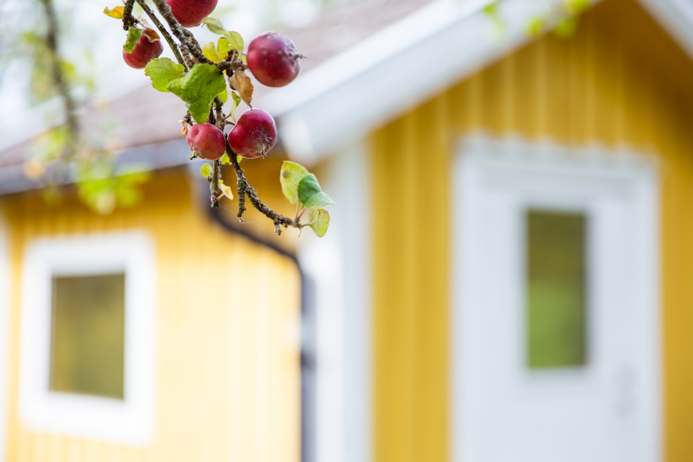 red and green fruit on tree branch