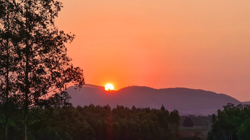 silhouette of trees during sunset