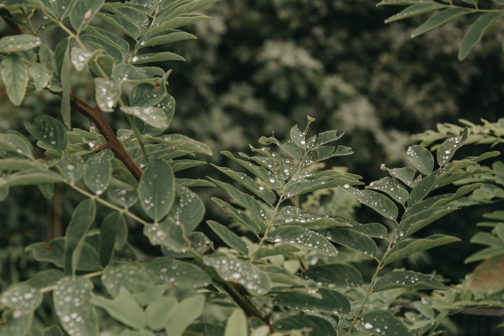 green leaves in tilt shift lens