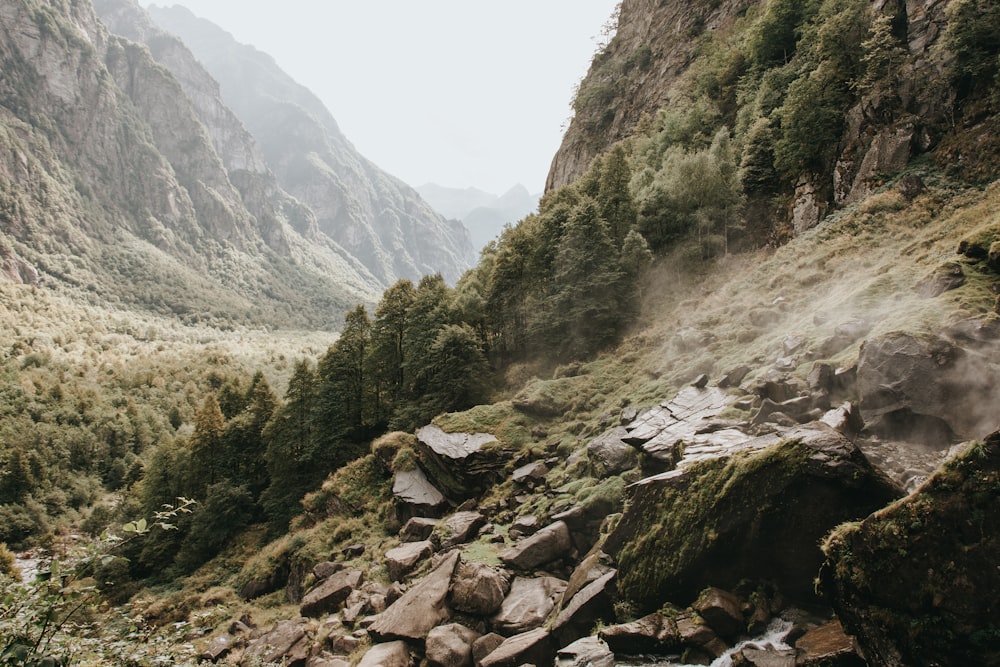 green trees on rocky mountain during daytime