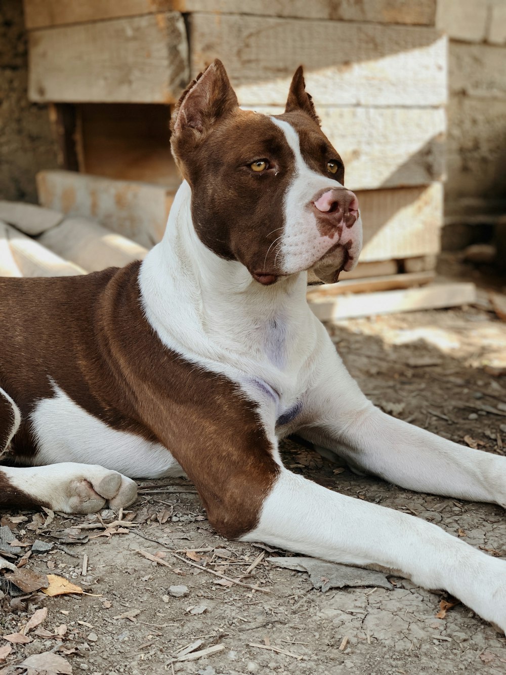 a brown and white dog laying on the ground