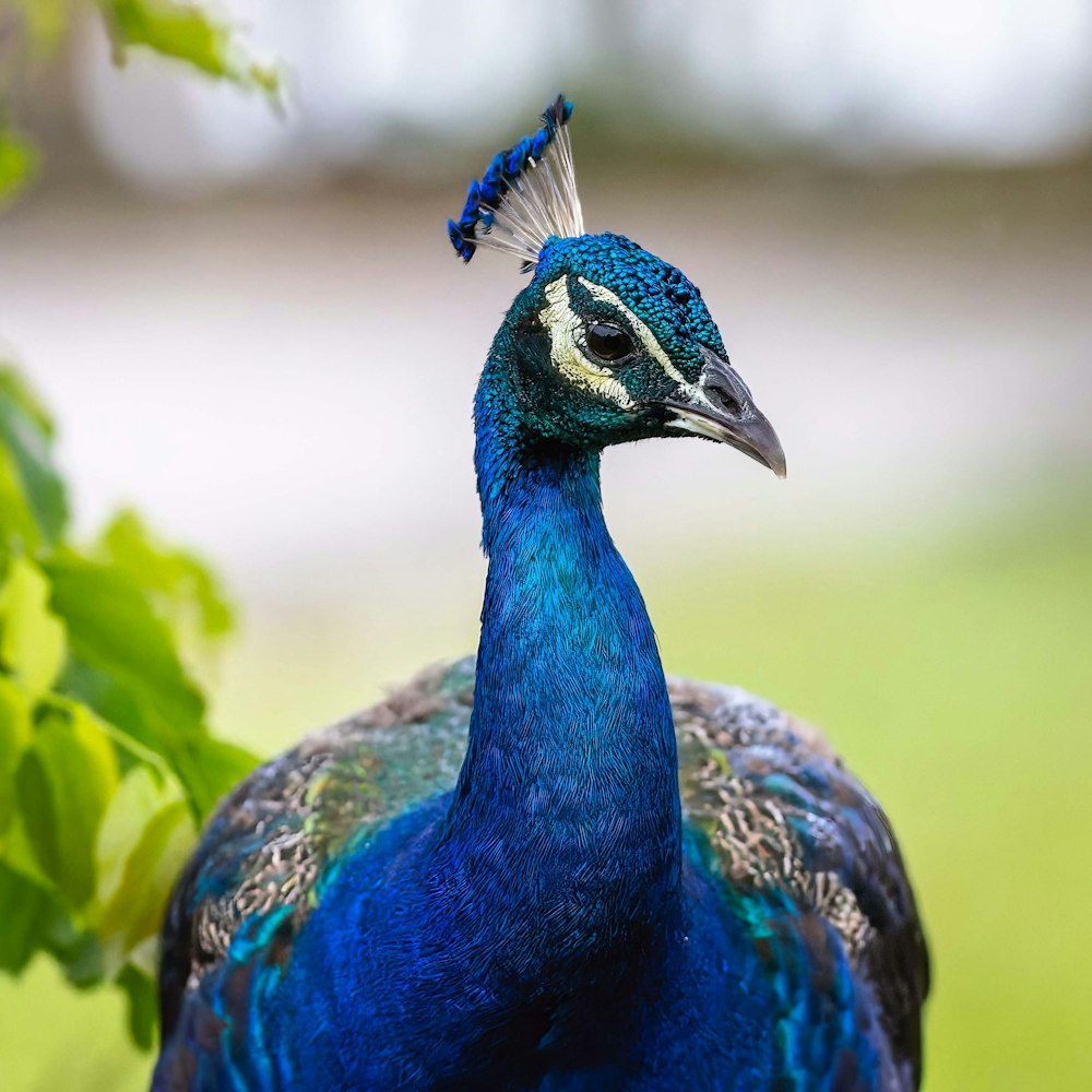 Pavo real azul en fotografía de primer plano