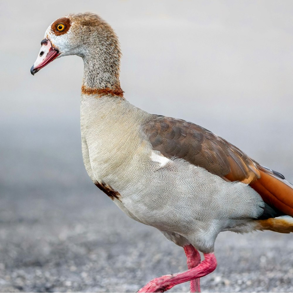 Pato blanco y marrón sobre arena gris durante el día