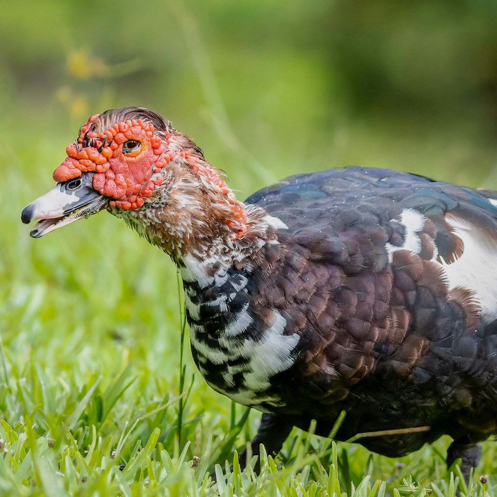 Anatra bianca e nera sul campo di erba verde durante il giorno