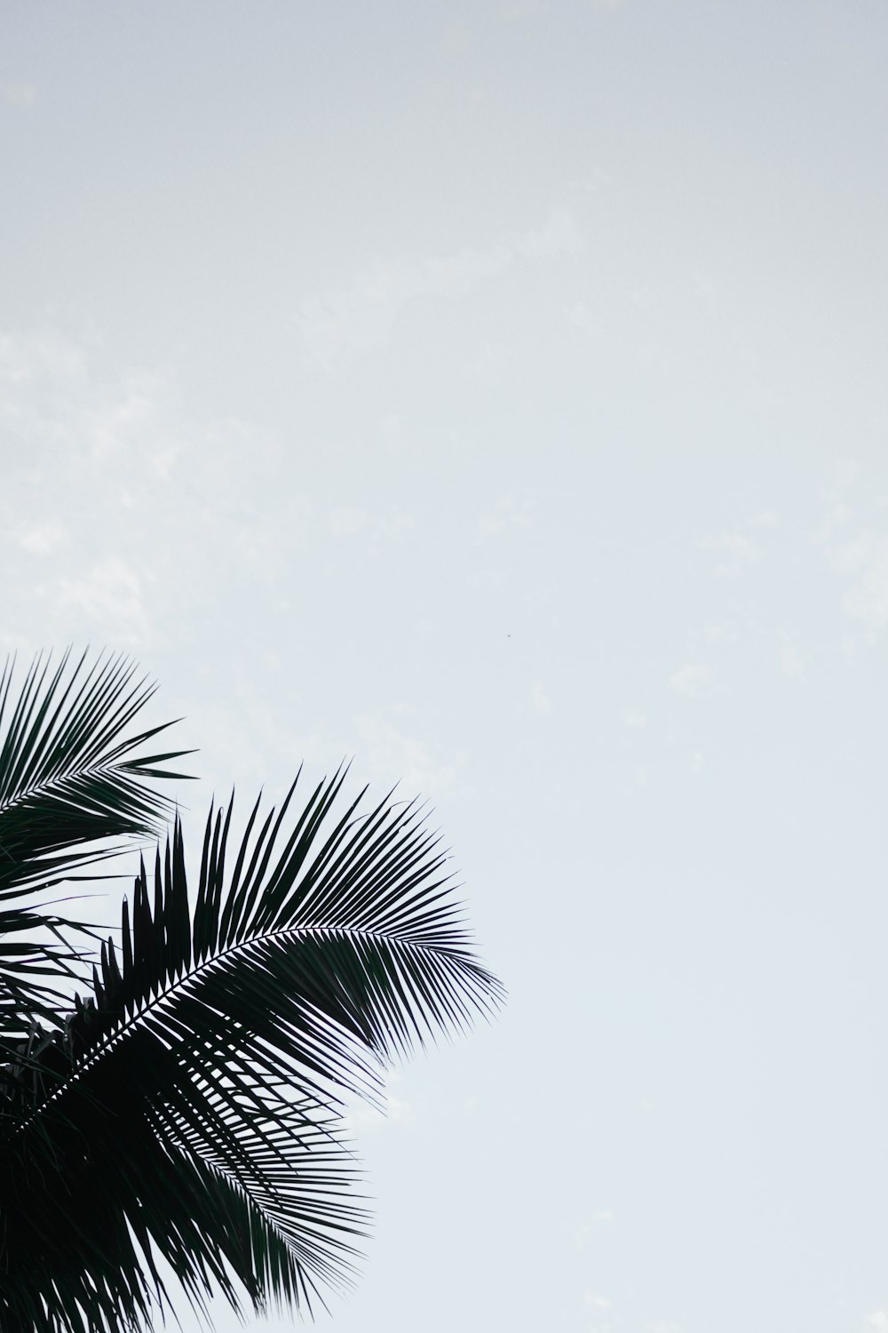 a palm tree leaves against a blue sky