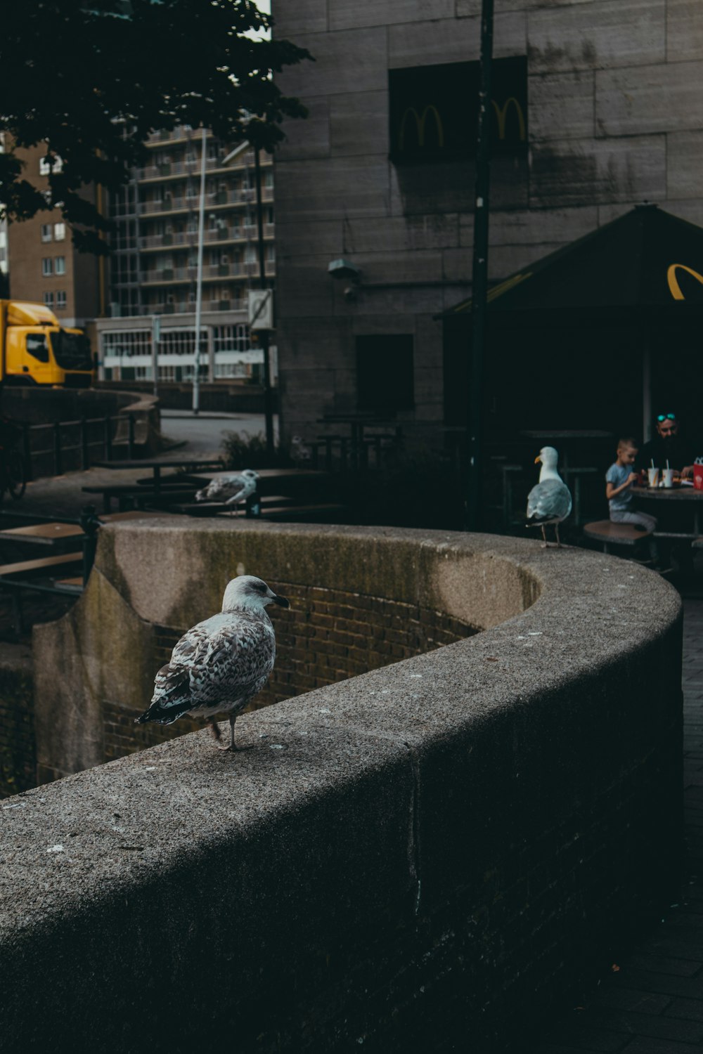 white and black bird on gray concrete fence during daytime