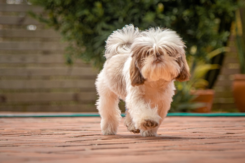 white and brown long coated small dog on brown wooden floor