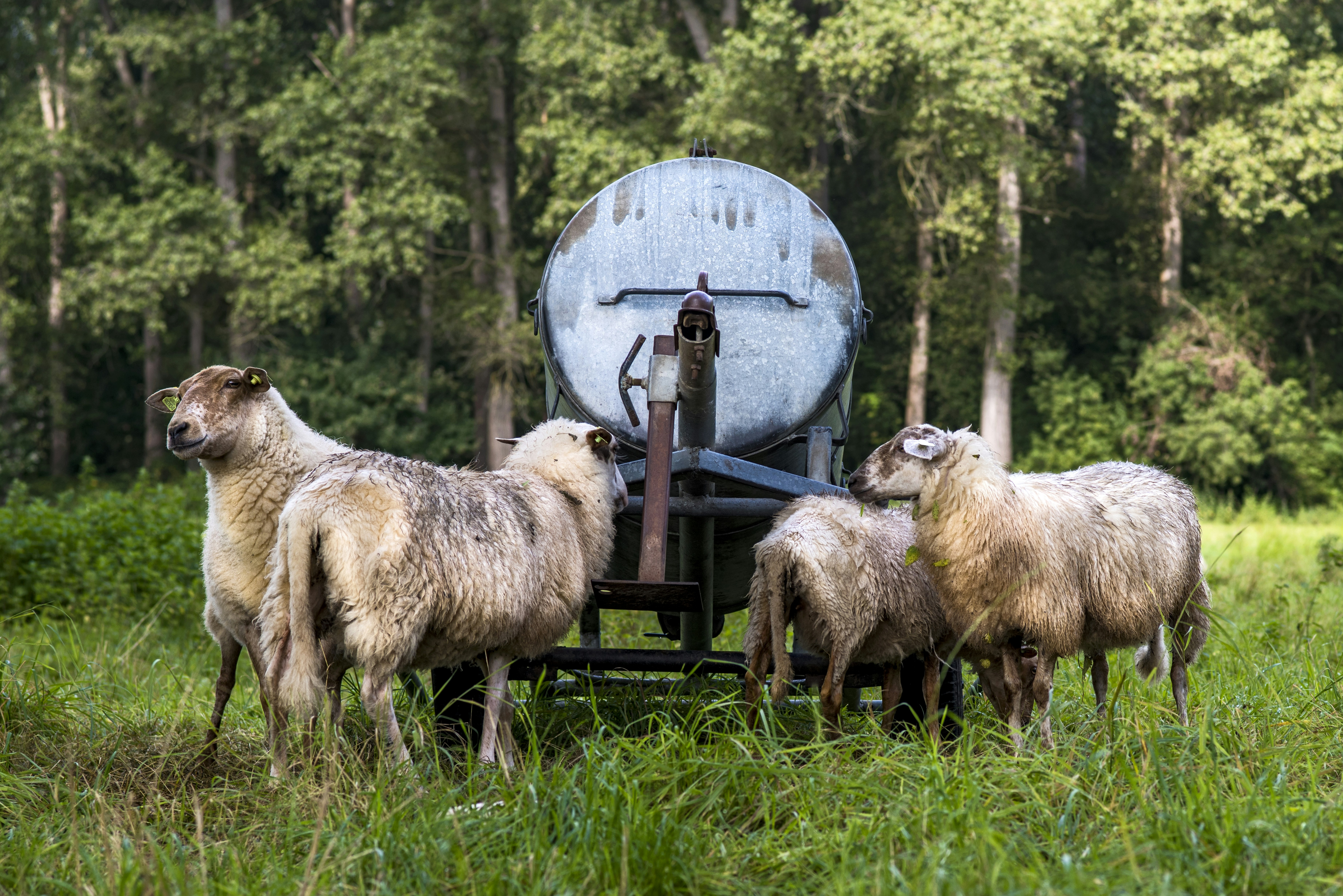 Afbeelding van Schijndel