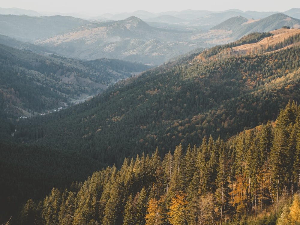 green and brown trees on mountain during daytime