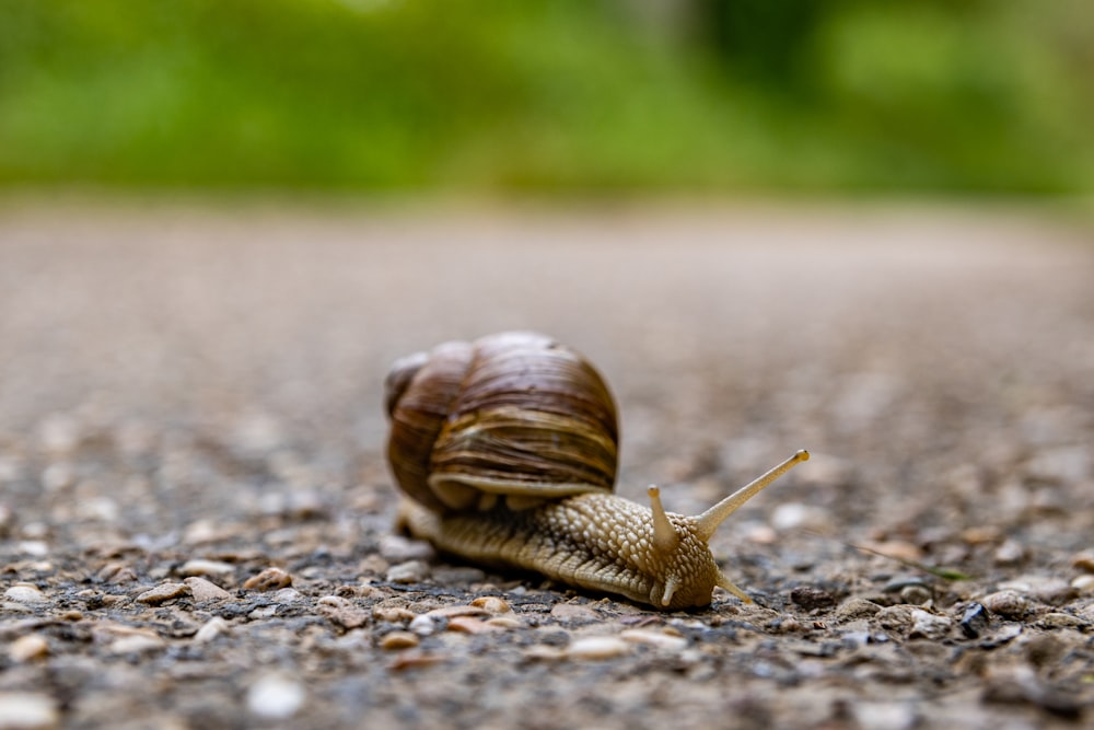 a snail that is sitting on the ground