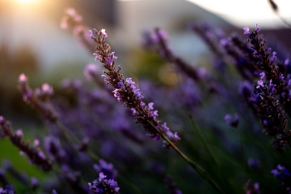 a field of lavender flowers with the sun in the background