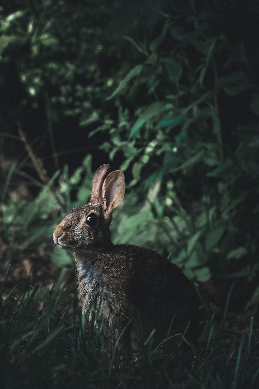 a rabbit is sitting in the grass near some bushes