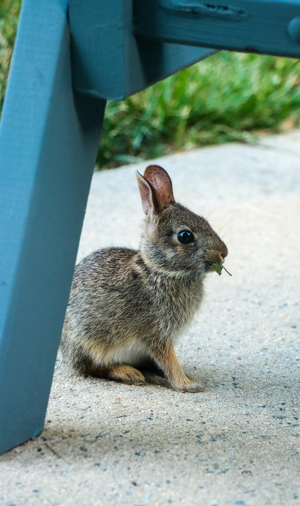 a small rabbit sitting under a blue bench