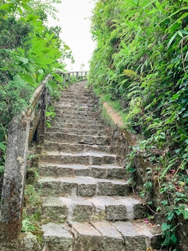 Wide shot of a newly installed stone staircase surrounded by lush landscaping.