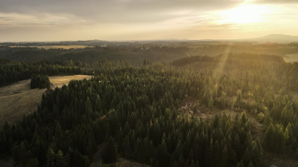 green trees on green grass field during sunset