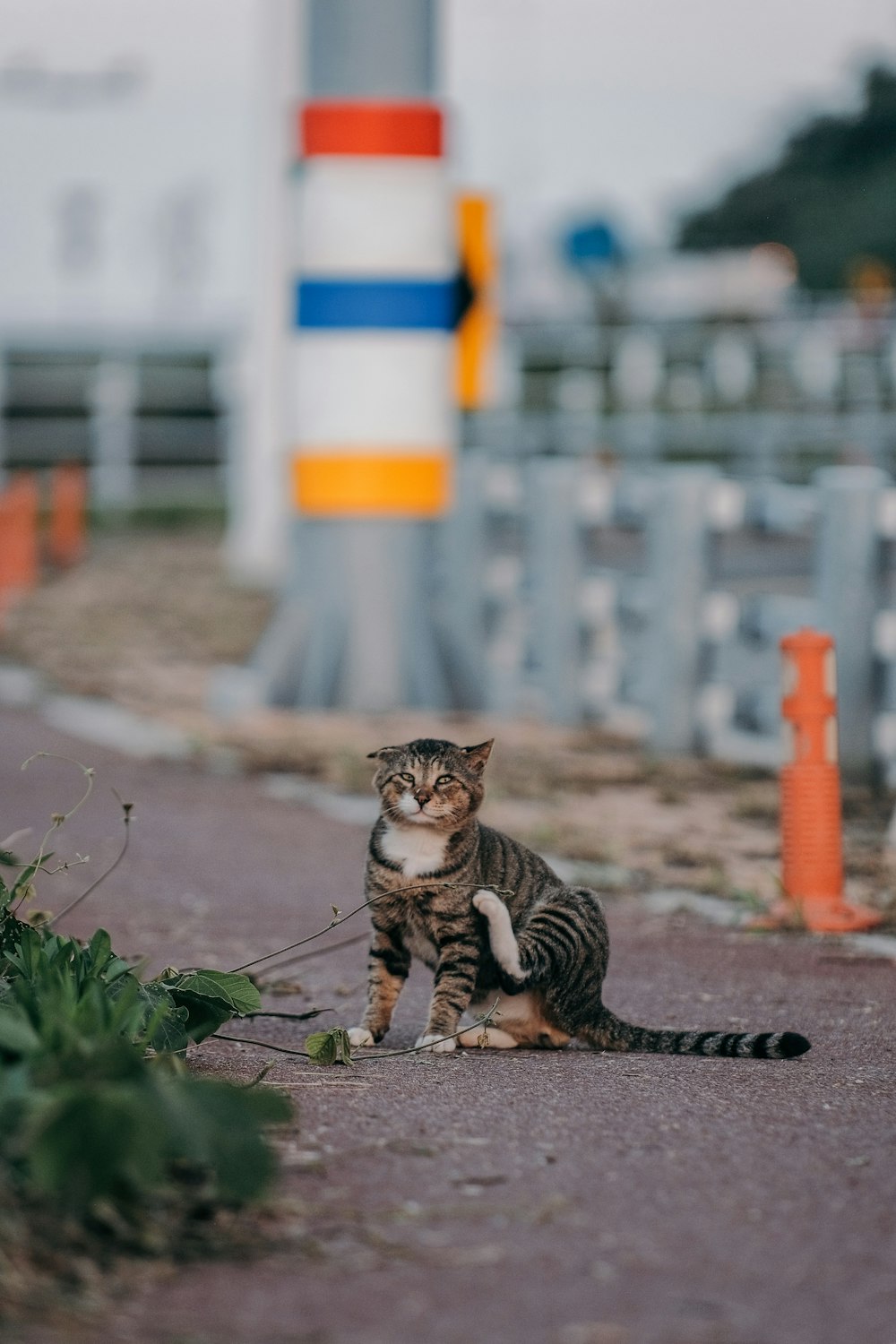 brown tabby cat on green grass