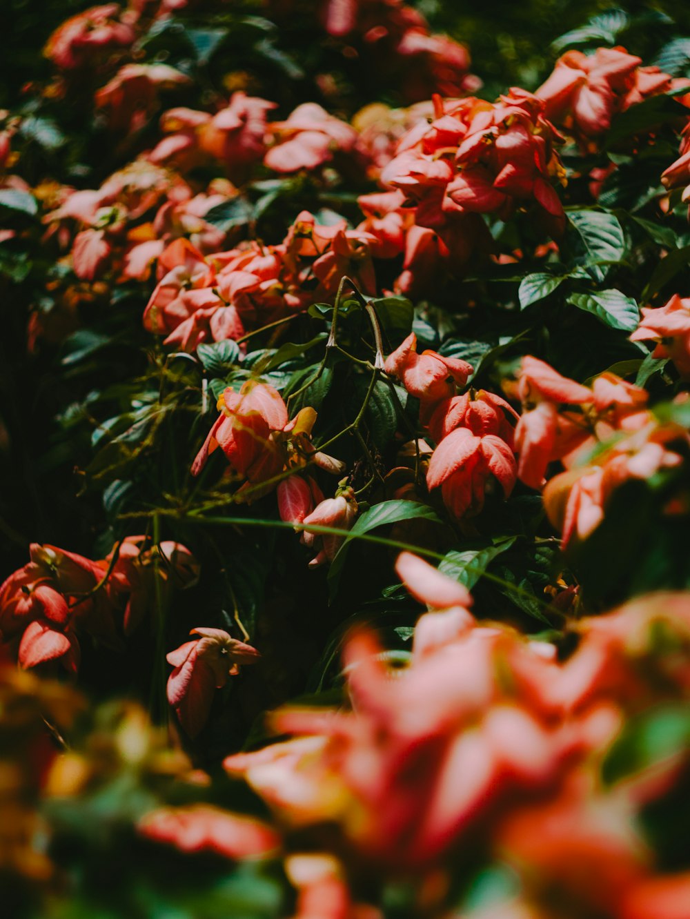 fleurs rouges avec des feuilles vertes