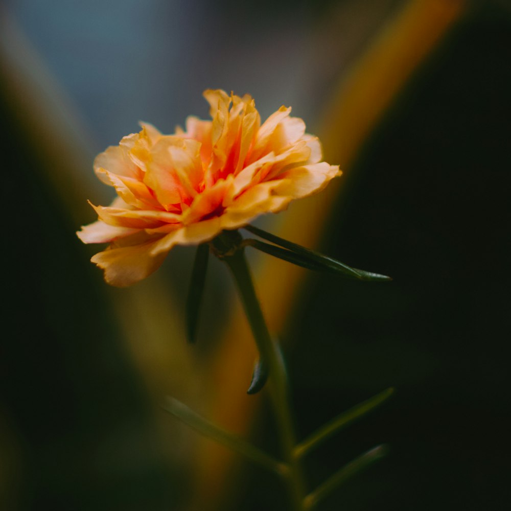 orange flower in tilt shift lens