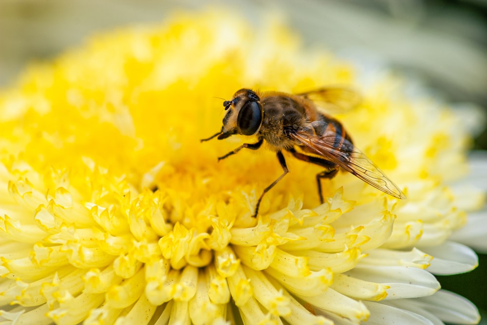 schwarze und gelbe Biene auf gelber Blume