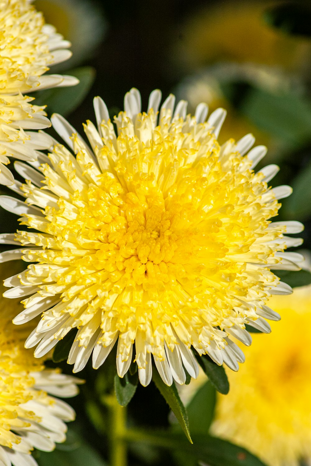 yellow and white flower in macro lens photography