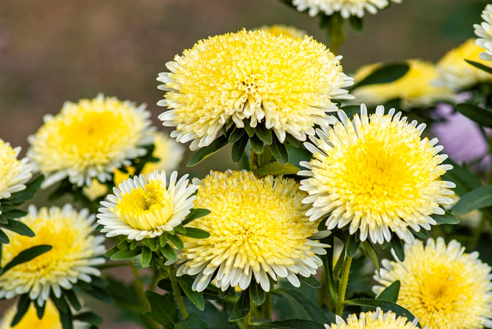 yellow flowers in tilt shift lens