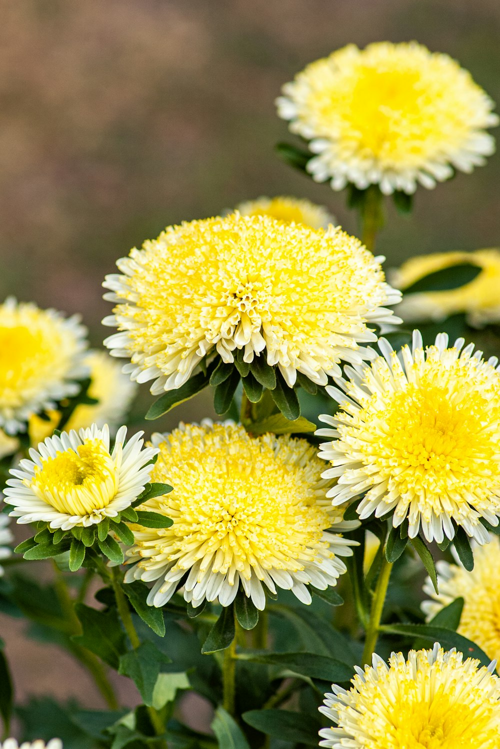 yellow flowers in tilt shift lens