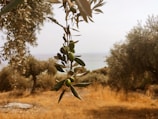 A branch of an olive tree with green olives and leaves hangs prominently in the foreground, set against a backdrop of a blurred dry field and other olive trees. In the distant background, the horizon where the land meets the light sky is visible.